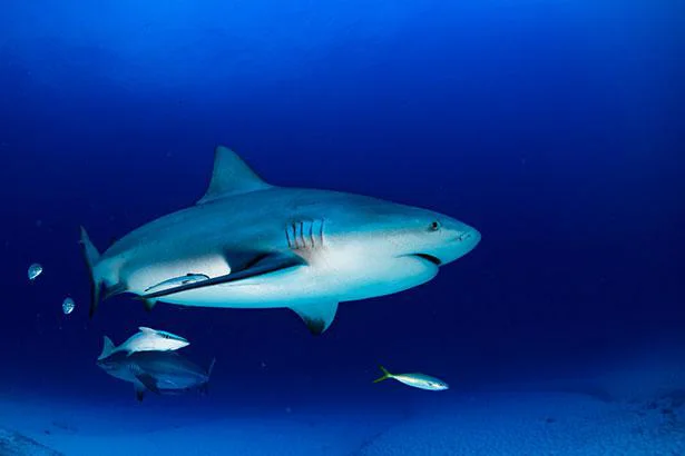 「世界一のろまなサメ」が長寿の脊椎動物である理由