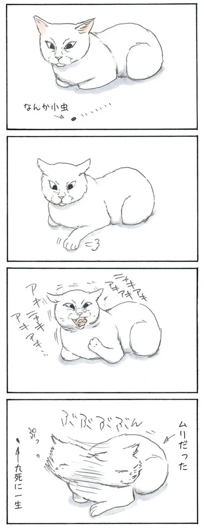 小虫の災難