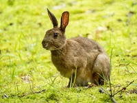 ウサギが自分のフンを食べる理由とは⁉ 盲腸のひみつにあった！／人類なら知っておきたい 地球の雑学（55）