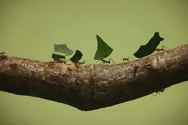 「アリは働き者」はウソ⁉ 