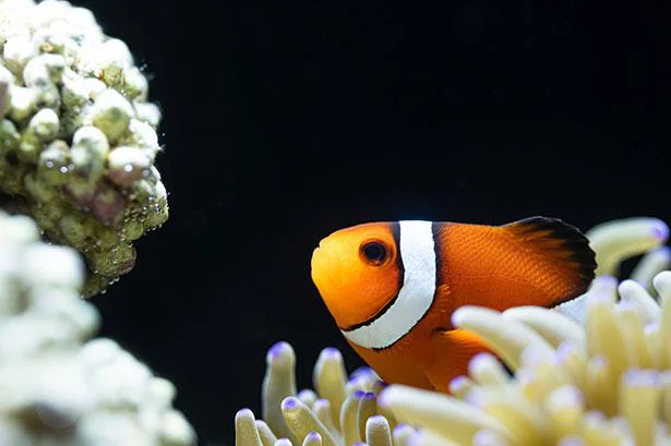 性転換するサカナがいるって本当？メスからオス、オスからメスへ華麗に変身／人類なら知っておきたい 地球の雑学（60）