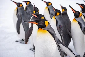 ペンギンは元々寒い所に生息していなかった⁉南極大陸や寒い海に暮らす理由／人類なら知っておきたい 地球の雑学（61）