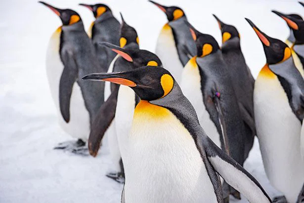 ペンギンは元々寒い所に生息していなかった⁉