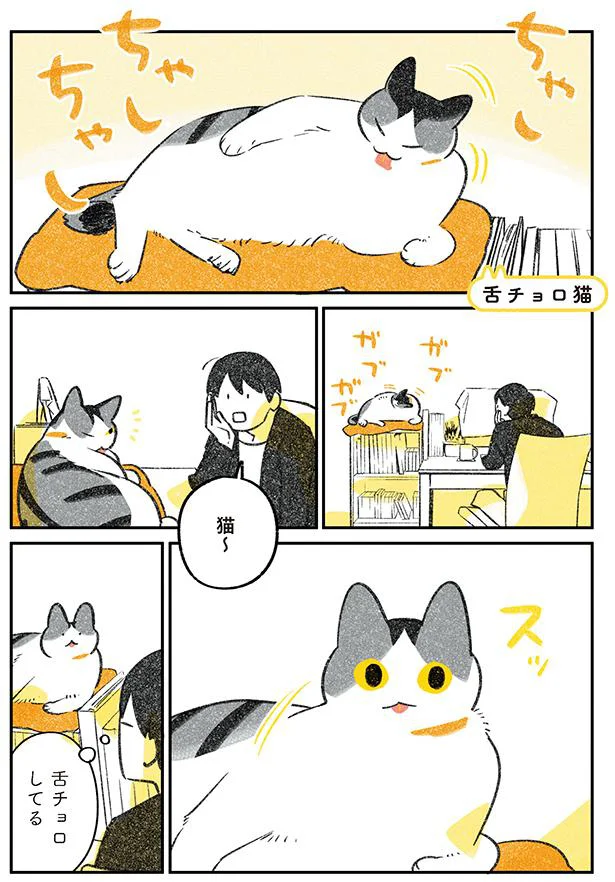 舌チョロしてる