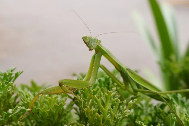 「草むらに行け」香川照之が四つん這いで昆虫を追いかける「昆虫すごいぜ！」に続編希望の声殺到！
