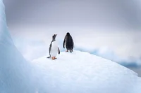 「南極」と「北極」はどっちが寒い？どんなちがいがあるの？／人類なら知っておきたい 地球の雑学（108）