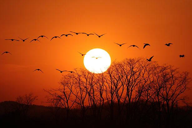 沈む太陽のほうが昼間の太陽より大きく見えるのはどうして？最有力説とは！／人類なら知っておきたい 地球の雑学（114）
