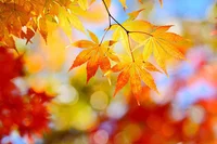 なぜ秋になると葉っぱは赤や黄色に色づくのか？その真相とは／人類なら知っておきたい 地球の雑学（120）