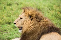 百獣の王ライオンも負ける⁉ 「ライオンゴロシ」という名の恐るべき生物／人類なら知っておきたい 地球の雑学（123）