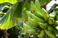 バナナの種ってどこ？種のないバナナはどうやって増えるの？／人類なら知っておきたい 地球の雑学（125）