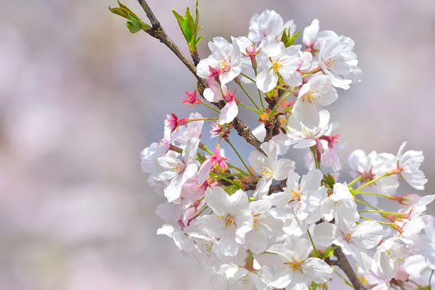 桜の開花は「ソメイヨシノ」が基準の理由とは