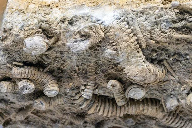 多くの生物種が絶滅してきた。近い将来、人類絶滅の可能性も!?／人類なら知っておきたい 地球の雑学（145）