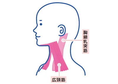 首のシワを生む一因！