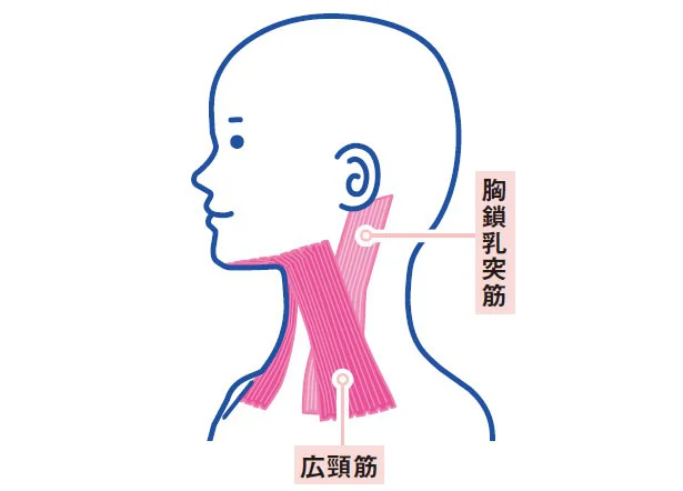 首のシワを生む一因!