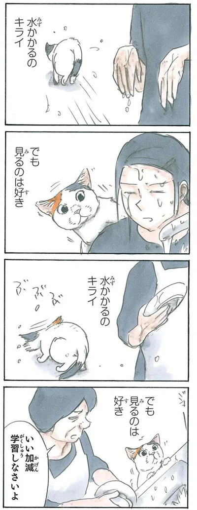 水と猫の不思議