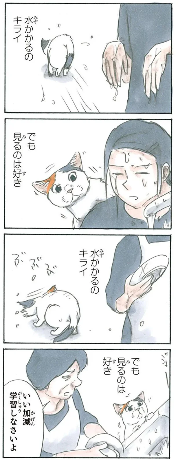 水と猫の不思議