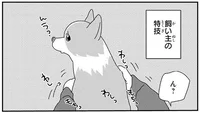 犬飼いあるある？コーギーと暮らして、飼い主さんが身につけた特技とは
