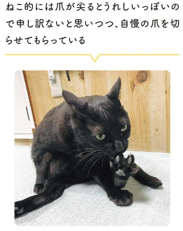 自慢の爪を切らせてもらっている