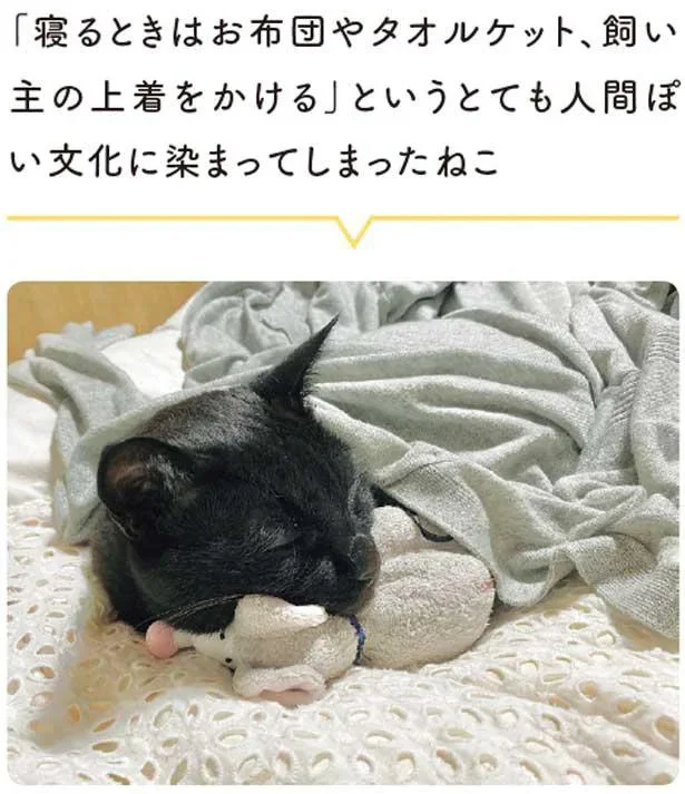 とても人間ぽい文化に染まってしまったねこ