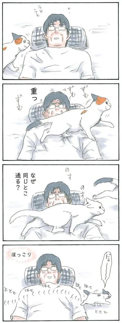 猫通ります