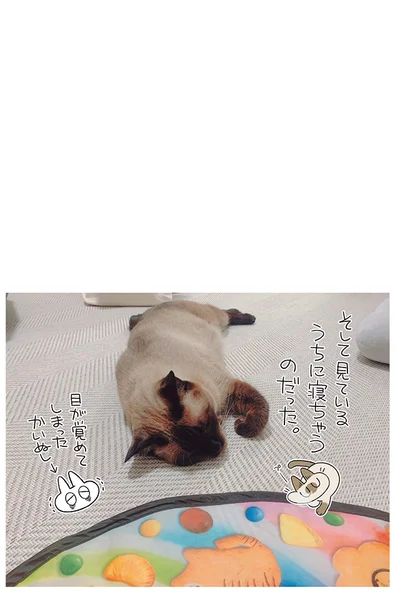 見ているうちに寝ちゃう