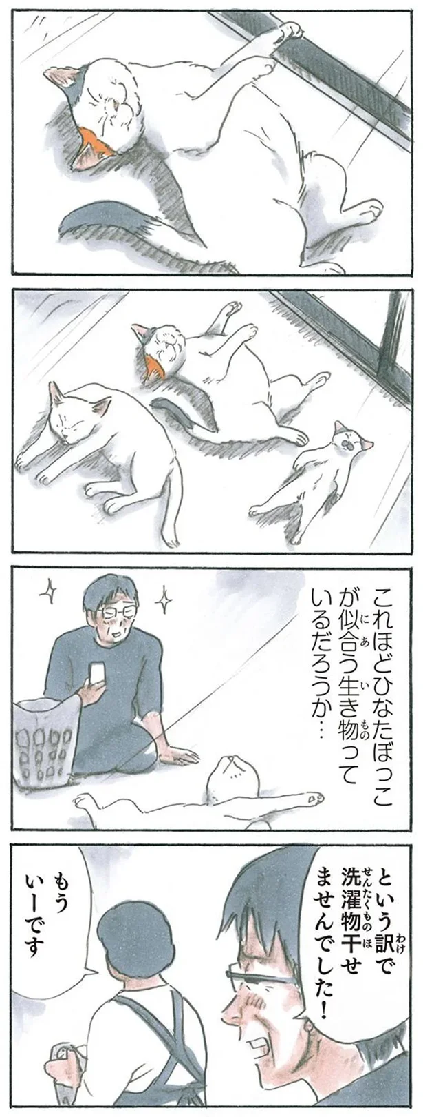 窓際は猫の聖域