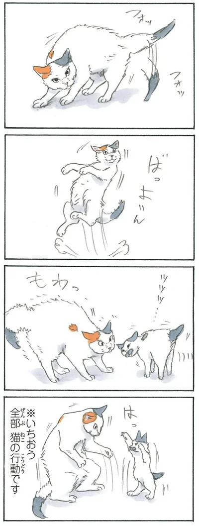 猫なんです