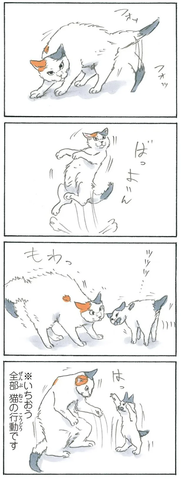 猫なんです