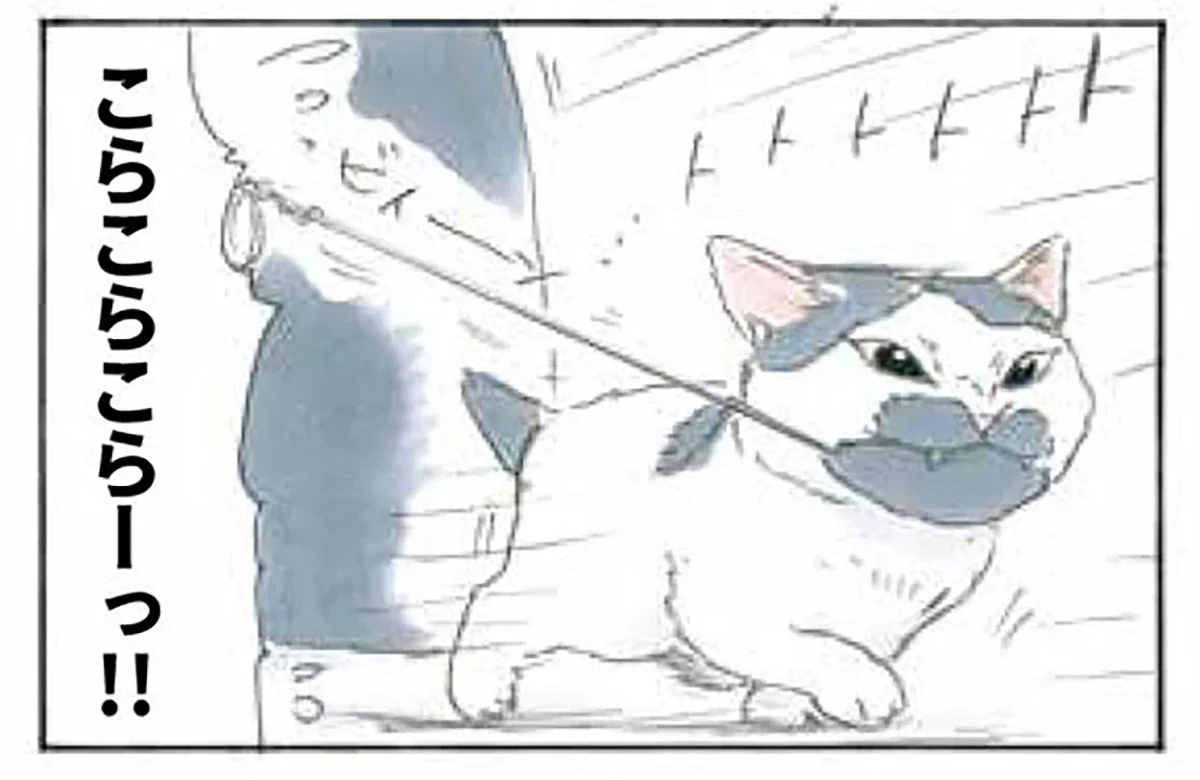 おもちゃ大好きな子猫。お気に入りは飼い主さんにも渡さない！／拾い猫