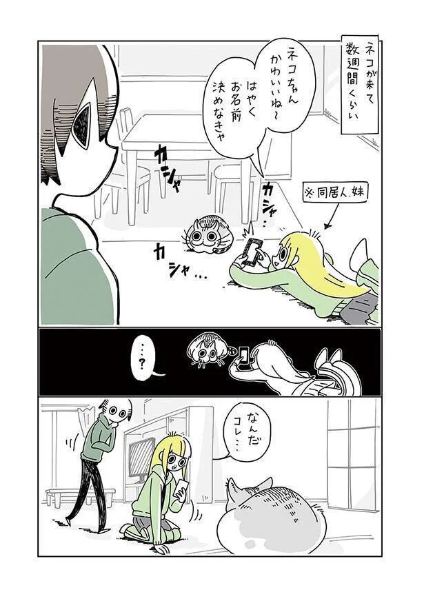 なんだコレ…