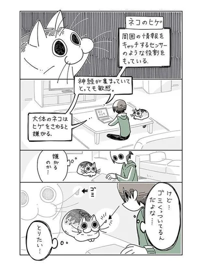 ネコのヒゲ