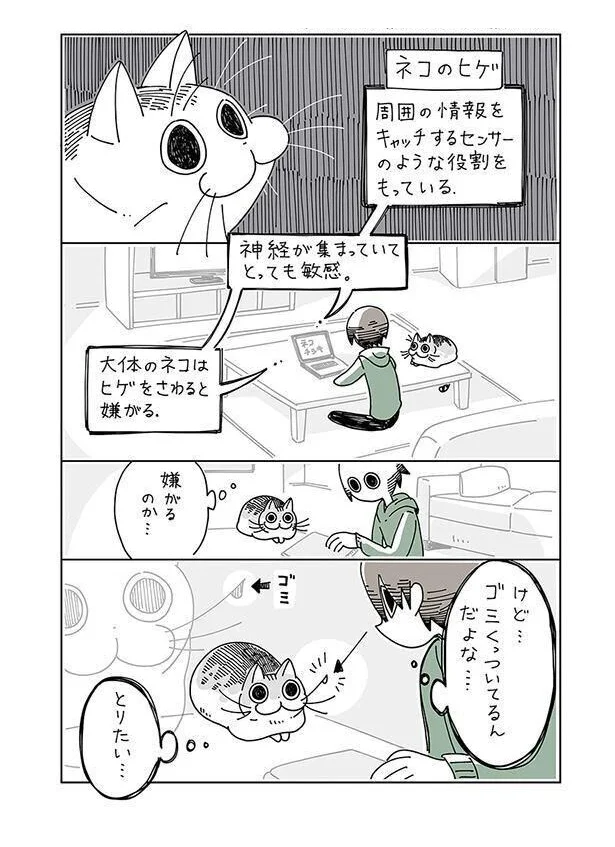 ネコのヒゲ