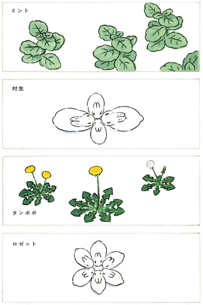 ミント・対生