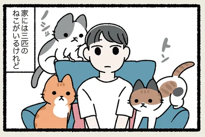 家には三匹のねこがいるけれど