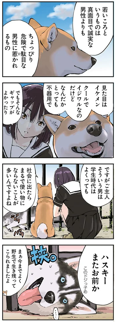 ハスキー　またお前か