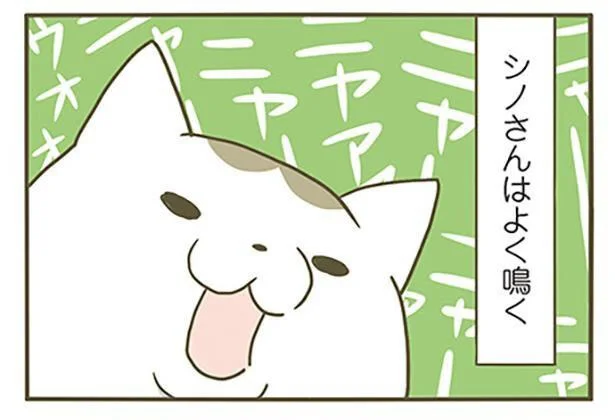 シノさんはよく鳴く