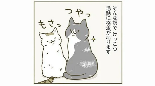 毛艶に格差が
