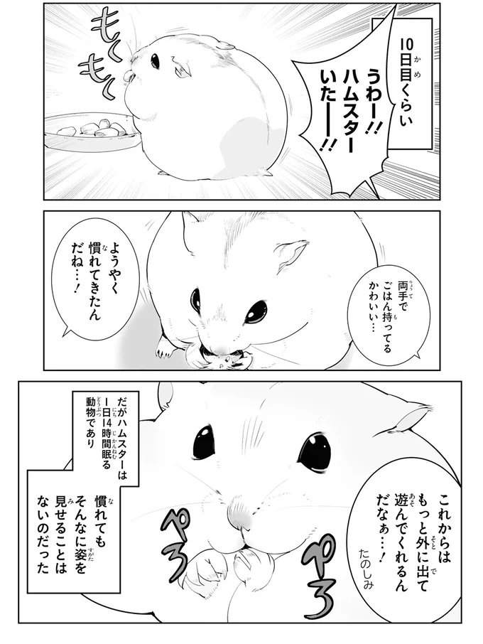 ハムスターいたー！