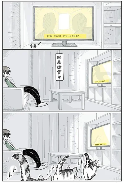 映画鑑賞をジャマするネコ