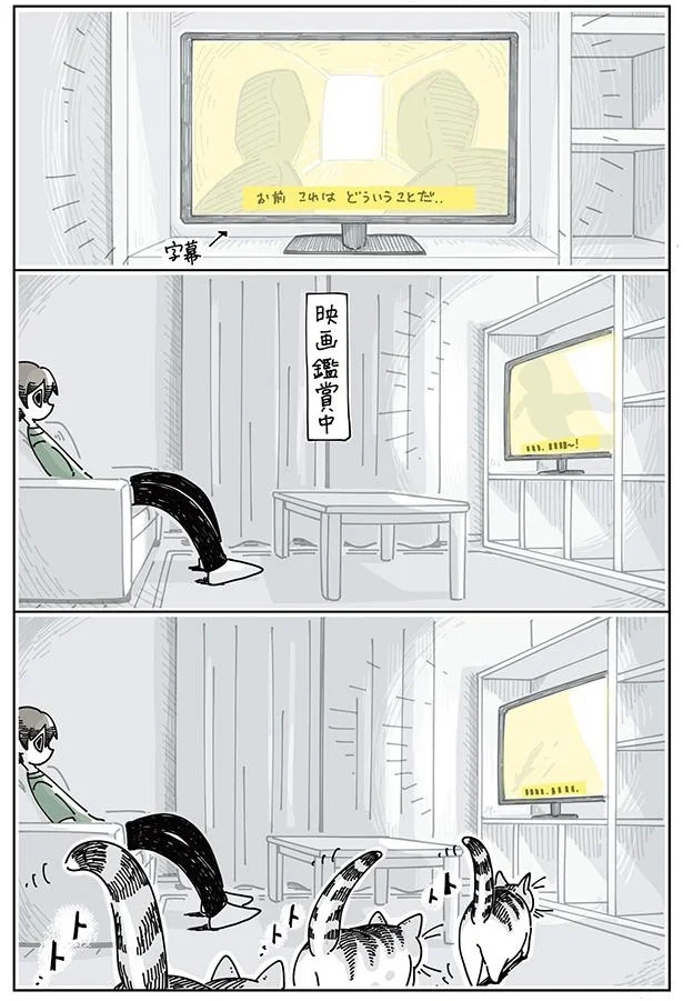 映画鑑賞をジャマするネコ