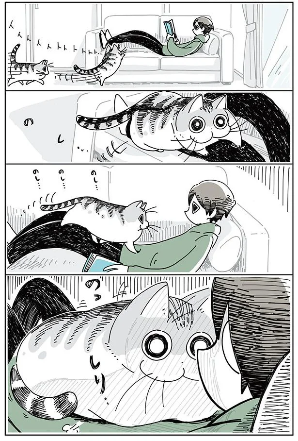 抜け毛の時期のネコ