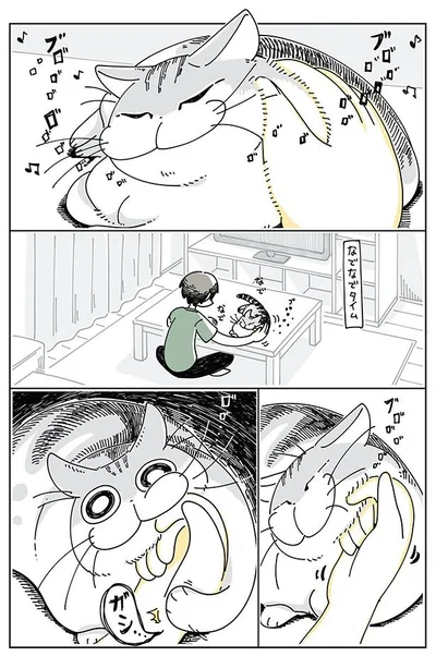 ネコが噛んできた