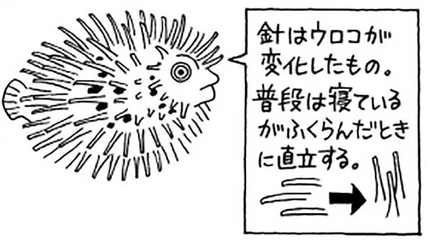 針はウロコが変化したもの