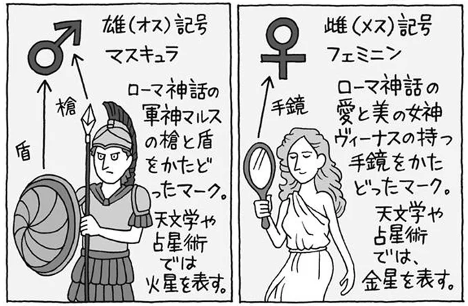 マスキュラとフェミニン