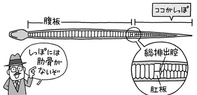 しっぽには肋骨がない