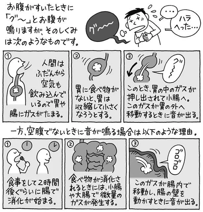 お腹が鳴る理由