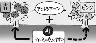 アジサイの花の色の違い