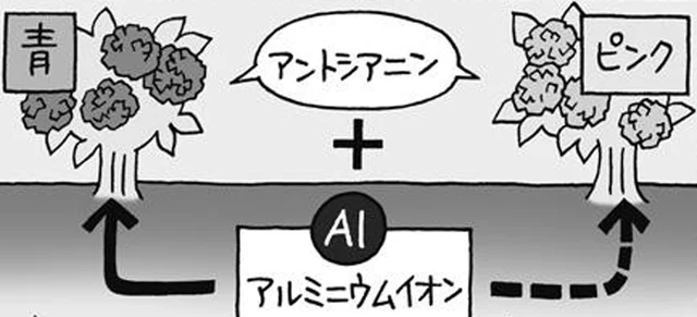 アジサイの花の色は、種類ではなく「土の違い」で決まる!?／雑学うんちく図鑑（38）