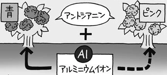 アジサイの花の色の違い