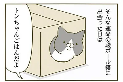 トンちゃんごはんだよ